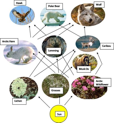 Food Web. This is a food web based on the Alaskan Tundra. It starts at the sun, solar radiation, plants use the sun to create enrergy using photosynthesis. These are the green arrows. The next level are the primary consumers, represented by the brown arrows, they are the animals that eat the green plants. The following level is your secondary ...